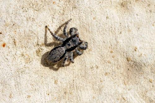 Réf. 281 377 : Menemerus taeniatus
